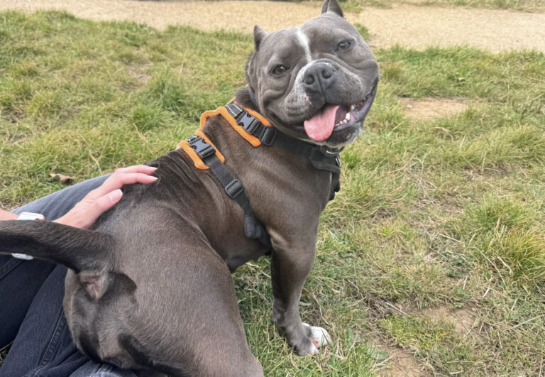 Nala, a one-year-old Pocket Bully