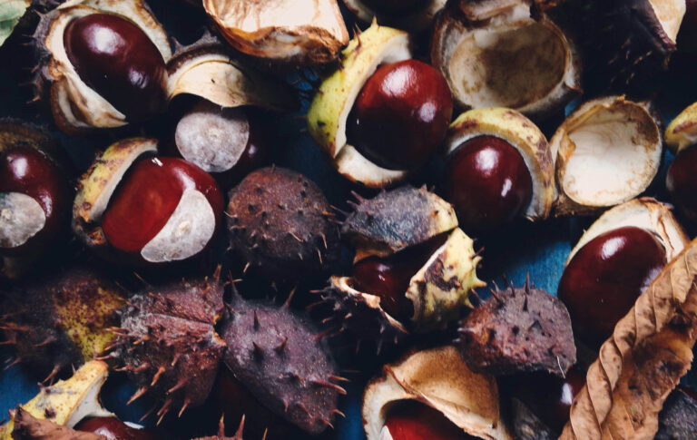 conkers